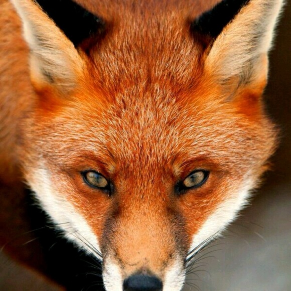 Meet your Posher, Kelli - Picture 1 of 1